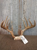 Wild Main Frame 5x5 Whitetail Antlers On Skull