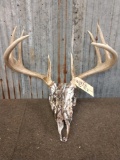 5x5 Whitetail Antlers On Skull