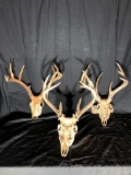 3 Sets Of Whitetail Antlers On Skull