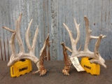 Cool 6x6 Whitetail Shed Antlers
