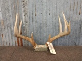 Wild 5x5 Whitetail Antlers On Skull Plate