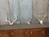 3 Sets Of Mule Deer Antlers On Skull Plate
