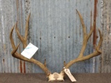 Main Frame 5x5 Mule Deer Antlers On Skull Plate