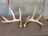 3 Nice Sets Of Whitetail Shed Antlers