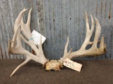 Big Main Frame 5x5 Whitetail Antlers On Skull Plate