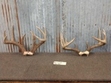 2 Sets Of Whitetail Antlers On Skull Plate