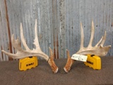 6x5 Whitetail Shed Antlers