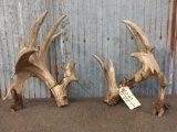 Huge Cut Off Whitetail Antlers