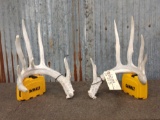 Big 6x6 Whitetail Shed Antlers