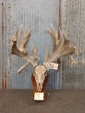Big Heavy Palmated Whitetail Antlers On Skull