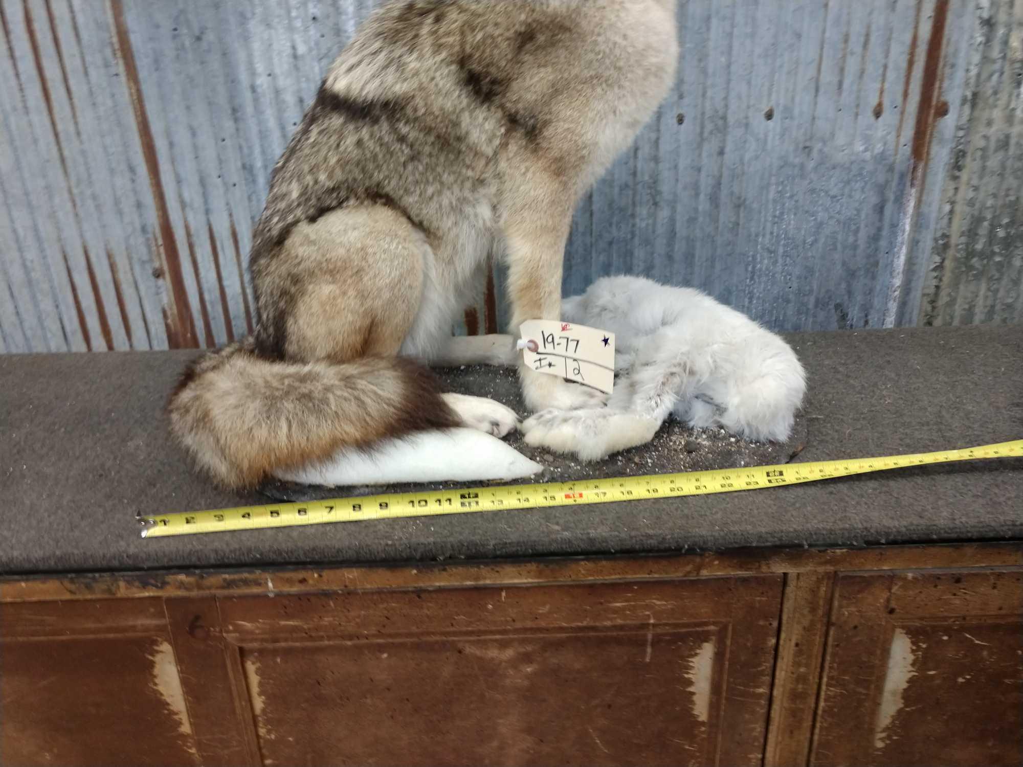 Sold at Auction: Howling Coyote Full Body Taxidermy Mount