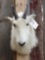 Mountain Goat Shoulder Mount Taxidermy