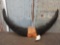 Water Buffalo Horns On Skull Plate