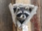 Raccoon In A Den Taxidermy