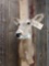 Whitetail Doe Shoulder Mount Taxidermy