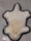 Albino Raccoon Rug Taxidermy