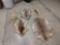 Rug & Tanned Fur Lot Taxidermy