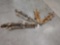 Tanned Coyote & Fox Furs Taxidermy