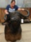 African Cape Buffalo Shoulder Mount Taxidermy