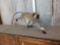 Vervet Monkey Full Body Taxidermy Mount
