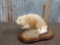 Blonde Muskrat Full Body Taxidermy Mount