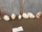 Small Animal Skulls Lot Taxidermy