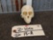 Vervet Monkey Skull Taxidermy