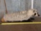 Badger Full Body Taxidermy Mount