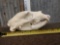 Black Bear Skull Taxidermy