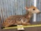Whitetail Fawn Laying Down Full Body Taxidermy Mount