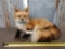 Red Fox Laying Down Taxidermy