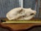 Black Bear Skull Taxidermy