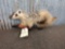 Juvenile Badger Full Body Taxidermy