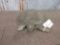 Soft Shell Turtle Reproduction Taxidermy