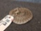 Juvenile Rattlesnake Full Body Taxidermy