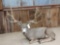 Mule Deer Full Body Taxidermy Mount