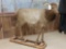 Juvenile Elk Full Body Taxidermy Mount
