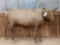 Juvenile Elk Full Body Taxidermy Mount