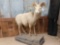 Rocky Mountain Bighorn Sheep Full Body Taxidermy Mount