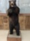 Black Bear Full Body Taxidermy Mount