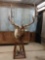 7x7 Elk Pedestal Mount Taxidermy