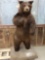 Black Bear Full Body Taxidermy Mount