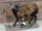 Corsican Ram Sheep Full Body Taxidermy Mount