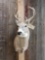 4x4 Whitetail Taxidermy Mount