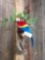 Reproduction Parrot Full Body Taxidermy Mount