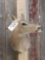 Whitetail Doe Shoulder Mount Taxidermy
