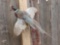 Pheasant In Flight Taxidermy Mount