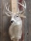 5x5 Whitetail Taxidermy Mount