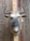 African Wildebeest Shoulder Mount Taxidermy