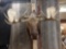 Moose Shoulder Mount Taxidermy 60